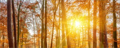 Produktbild von Wallario Poster - Sonnenuntergang im herbstlichen Wald, Kunstdruck Größe: 80 x 200 cm