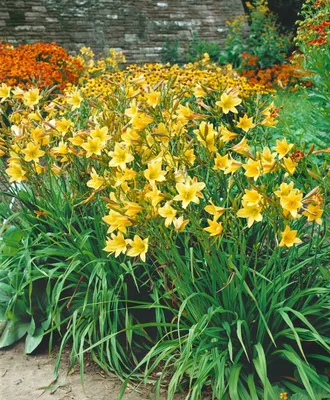 Produktbild von Hemerocallis x cult. 'Lemon Bells', Taglilie, gelb, ca. 11x11 cm Topf
