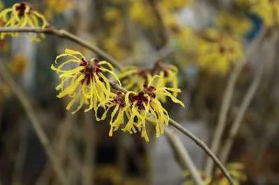Obrázok produktu pre Hamamelis int. 'Arnold Promise' - vilín 60- 80 cm Kontajner