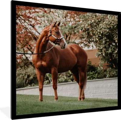 Produktbild von MuchoWow® Gerahmtes Poster Pferd - Baum - Halfter 40x40 cm - Poster mit Schwarzem Bilderrahmen Wandposter Rahmen Foto Bilder - Mit Rahmen - Wanddekoration Schlafzimmer