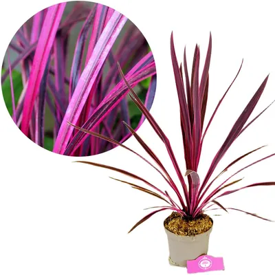 Produktbild von Cordyline australis 'Pink Passion'®, Kohlpalme, Höhe 60 cm, 2-Liter-Topf