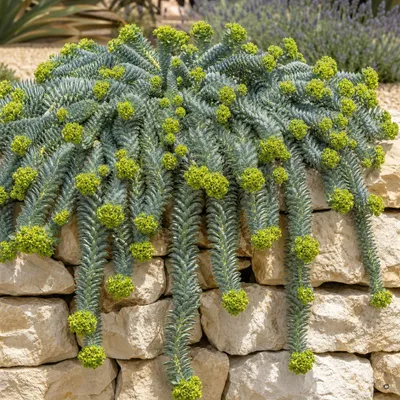 Produktbild von 1 x Euphorbia myrsinites (Walzen Wolfsmilch)  - Stauden Gänge