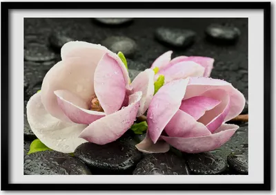 Produktbild von Bild - Bilder - Bilderrahmen - 70 cm x 50 cm - MDF-Rahmen, Wandkunst Magnolia Zen Stone