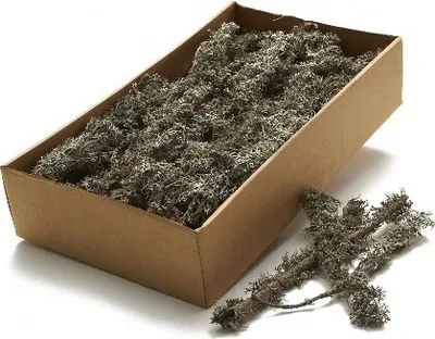Moos grau am Zweig, ca. 750 g, Mooszweige