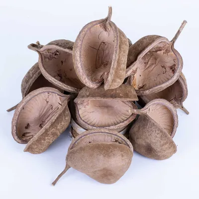Image de Buddha Nut XL - un jouet pour petits et grands perroquets