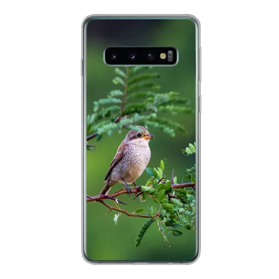 Produktbild von MuchoWow® Handyhülle Schutzhülle Hülle für Samsung Galaxy S10 Vogel - Baum - Wald Silikon Softcase Handy Hülle - Handytasche
