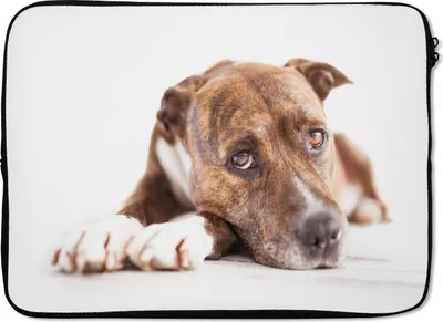 Produktbild von MuchoWow® Laptop Hülle 14 ZollLiegender Hund Fotodruck Laptoptasche - Laptoptasche - Stoßsicher - Schutzhaube
