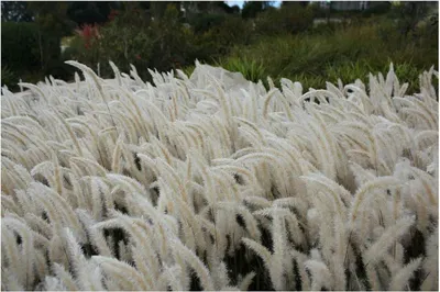Produktbild von Stauden Gänge 10 x Imperata cylindrica im 1 Liter Topf - Japanisches Silberhaargras - Der elegante Hauch von Fernost - Rarität - super für Balkon