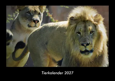 Produktbild von Tierkalender 2027 Fotokalender DIN A3