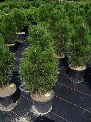 Produktbild von Pinus nigra Helga - Zwerg-Schwarzkiefer Helga
