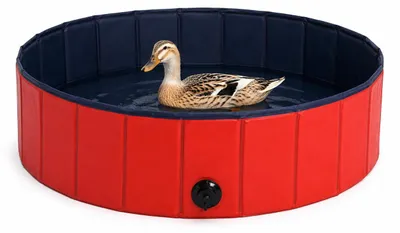 Immagine prodotto di piscina per anatre, oche e galline, stabile e facile da pulire, valvola di scarico e fondo antiscivolo, PVC antigraffio, 120 cm Ø