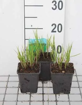 Produktbild von 6 x  Carex muskingumensis - Muskingum-Segge - Topf 9 x 9 cm