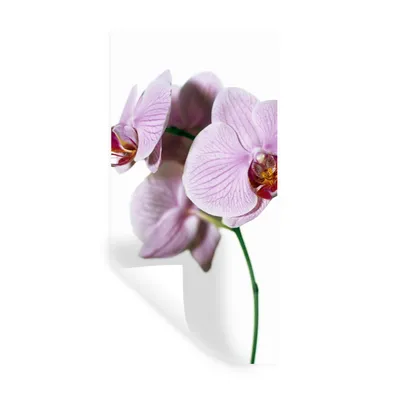 Produktbild von MuchoWow® Wandtattoo Wandsticker Wandaufkleber Rosa Orchideenblüte 40x80 cm Selbstklebend und Repositionierbar - Repositionierbar - Wasser abweisend