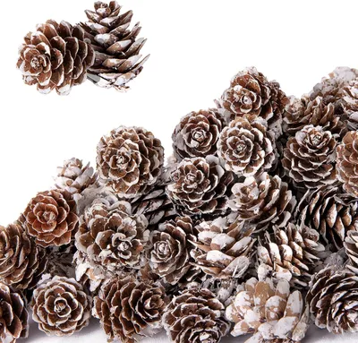 Productafbeelding van Dennenappels - Set van 30 - 3-4 cm - Mini-kerstdennenappels - Natuurlijke dennenappels - Decoratie - Witte punt