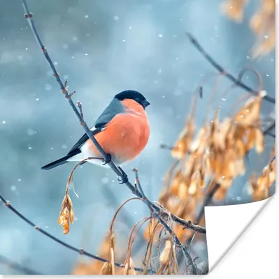 Produktbild von MuchoWow® Poster Schnee - Vogel - Tier 50x50 cm - Wohnzimmerdekoration