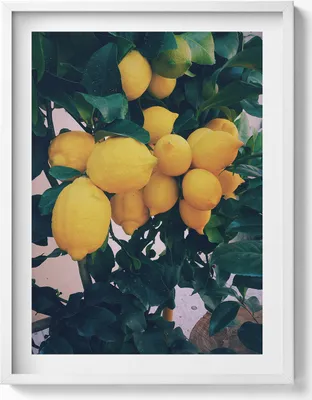 Produktbild von Reife gelbe Zitronen– Wandbild mit Rahmen – Gerahmtes Bild  – Wanddekoration – 60x80 cm –  Weiß Rahmen