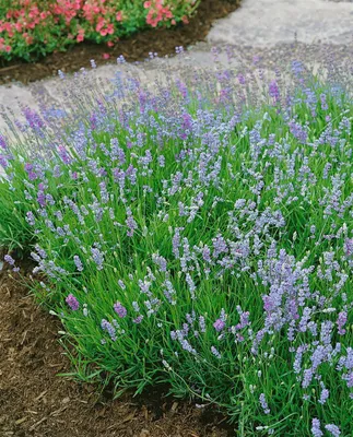 Produktbild von Lavandula angustifolia 'Blue Cushion', Lavendel, blau, ca. 9x9 cm Topf