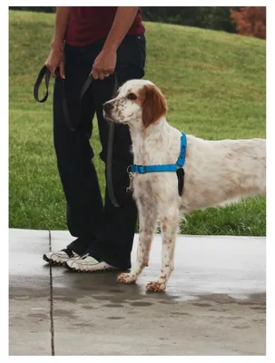 Productafbeelding van Petsafe Easy Walk Deluxe Harnas Ocean Blue Large
