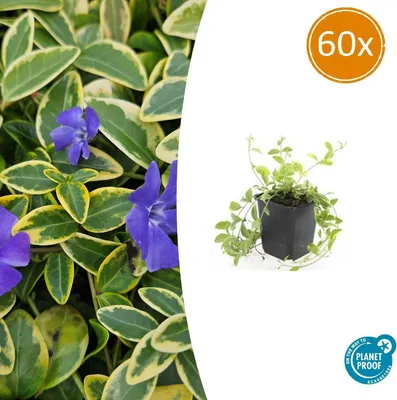 Productafbeelding van Bodembedekker - Kleinbladig, geelgestreept, altijdgroen - Vinca minor 'Aureovariegata' - 9 cm pot - Set van 60 planten