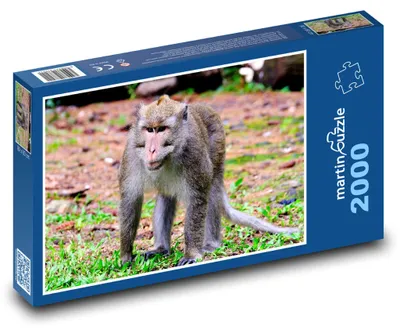 Obrázek produktu pro martinpuzzle - Puzzle 2000 - Opice - primát, savec