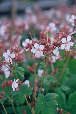 Produktbild von Geranium macrorrhizum 'Spessart' Bodendecker 48 Pflanzen Ø9cm 10 25cm winterhart