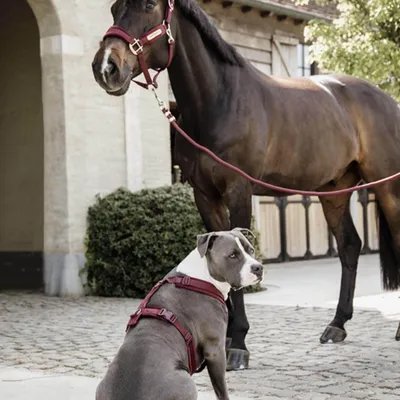 Produktbild von Kentucky Horsewear Führstrick Basic Pferdestrick Hellblau