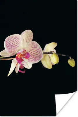 Produktbild von MuchoWow® Poster Orchidee - Blumen - Schwarz - Rosa - Knöpfe 120x180 cm - Kunstposter