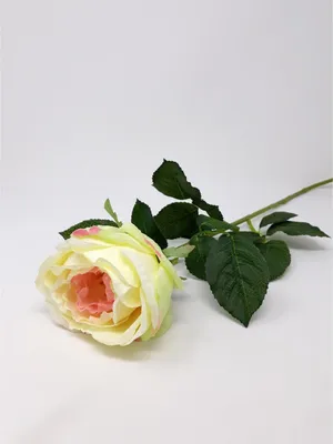 Produktbild von Kunstblume künstliche Baccararose CARLA weiß rosa H. 70cm D. 17cm Emerald