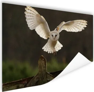 Produktbild von MuchoWow® Poster Fliegende Schleiereule 40x30 cm - Plakate für die Wände - Poster Wohnzimmer