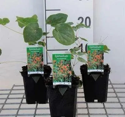 Obrázok produktu pre 6 x Epimedium warleyense - Elfenblume - Topf 9 x 9 cm
