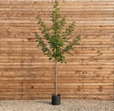 Produktbild von Kappadokischer Ahorn Rubrum 200-250 cm, Stammumfang 8-10 cm - Acer cappadocicum Hochstamm