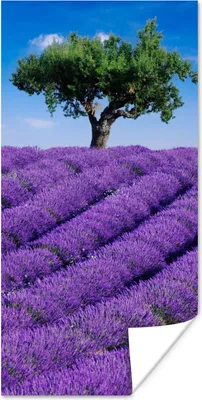 Produktbild von MuchoWow® Poster Eine Nahaufnahme eines Lavendelfeldes 20x40 cm - Plakat - Foto