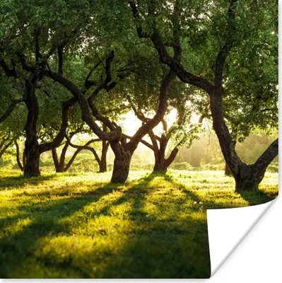 Produktbild von MuchoWow® Poster Bäume - Natur - Sonne 75x75 cm - Wand Dekoration