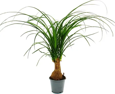 Obrázok produktu pre Malá slonia noha - Beaucarnea recurvata - Nolina - izbová rastlina - 12cm kvetiná? - stonka
