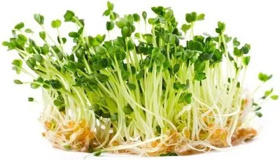Obrázek produktu pro Rukola - semínka na klíčení 10 g BIOMISKA