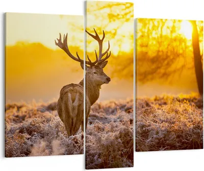 Produktbild von Bild auf Leinwand - Leinwandbild - Herbst landschaft natur blatt - 95x80cm - Wand Bild - Wanddeko - Leinwanddruck - Bilder - Kunstdruck - Wanddekoration - Leinwand bilder - Wandkunst - CB95x80-2552