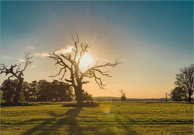 Produktbild von Wallario Fototapete Vliestapete, seidenmatte Oberfläche, einfache Verarbeitung, Größe 200 x 140 cm, Motiv Alte knochige Bäume bei Sonnenuntergang