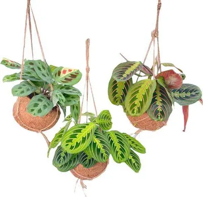 Obrázek produktu pro Kokodama Maranta Mix - 3 rostliny, závesné pokojové rostliny, prumer 15cm