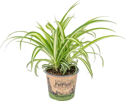 Produktbild von Bloomique - Chlorophytum Variegatum - Grünlilie - Zimmerpflanzen - Luftreinigend - Tierfreundlich - 20-30 cm Hoch - Topf 12 cm