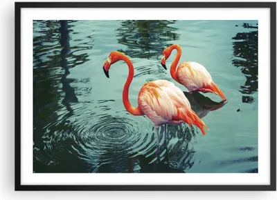 Produktbild von Gerahmtes Poster - Schwarzer Rahmen - Rosa Flamingos Wasser - 70x50 cm - Wand Bild - Wanddeko - Wandbilder - Kunstposter - Wandposter - Bilderrahmen - Bilder - Kunstdruck - Wandbild - P2BAA70x50-4203