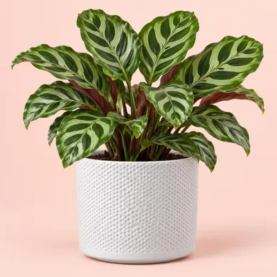 Produktbild von Mica Decorations Blumentopf - weis - Keramik - D18 x 15 cm