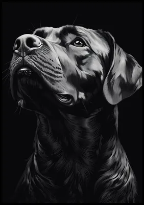 Immagine prodotto di Poster 70x100cm Ritratto di animali per il salotto | Labrador | Bianco e nero
