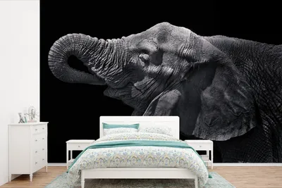 Produktbild von MuchoWow® Fototapete für Wohnzimmer oder Schlafzimmer Wandtapete Vinyl Motivtapete Elefant mit Rüssel im Mund in schwarz-weiß - 360x240 cm - Vinyl-Tapete
