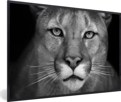 Produktbild von MuchoWow® Gerahmtes Poster Panther - Wildlife - Schwarz - Weiß 90x60 cm - Poster mit Schwarzem Bilderrahmen Wandposter Rahmen Foto Bilder - Fotorahmen - Foto-Plakat
