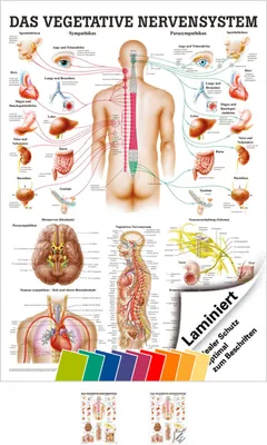Produktbild von Vegetatives Nervensystem Mini-Poster Anatomie 34x24 cm med. Lehrmittel