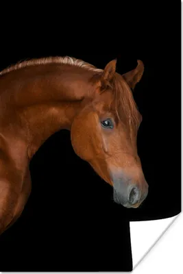 Produktbild von MuchoWow® Poster Pferd - Schwarz - Tier 80x120 cm - Papierdruck
