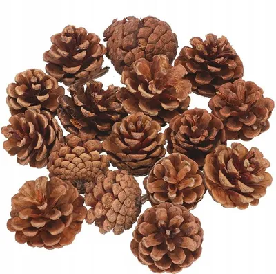 Produktbild von Canea Natürliche Kiefernzapfen 500g für Kränze und Weihnachtsdekoration