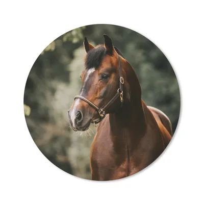 Produktbild von MuchoWow® Mauspad Mousepad Pferd - Äste - Porträt 20x20 cm - Mousepads - Maus Mat - Pad - Mausunterlage - Schreibtischmatte