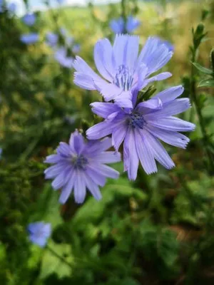 Produktbild von 2000 Samen Gemeine Wegwarte Cichorium intybus Wildblume Bienen Blumenwiese