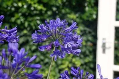 Zdjęcie produktu dla Agapanthus 'Brillant Blue'® - Lilie ozdobna | Doniczka 9x9 cm
